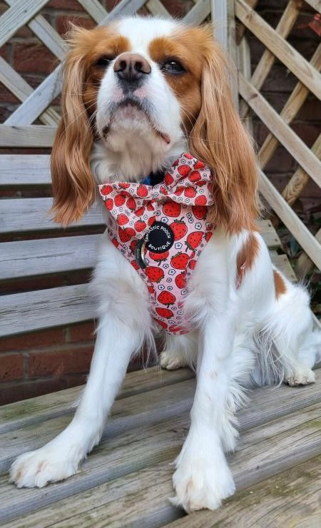 Summer Strawberries Harness