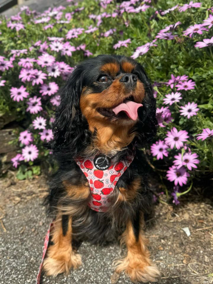 Summer Strawberries Harness