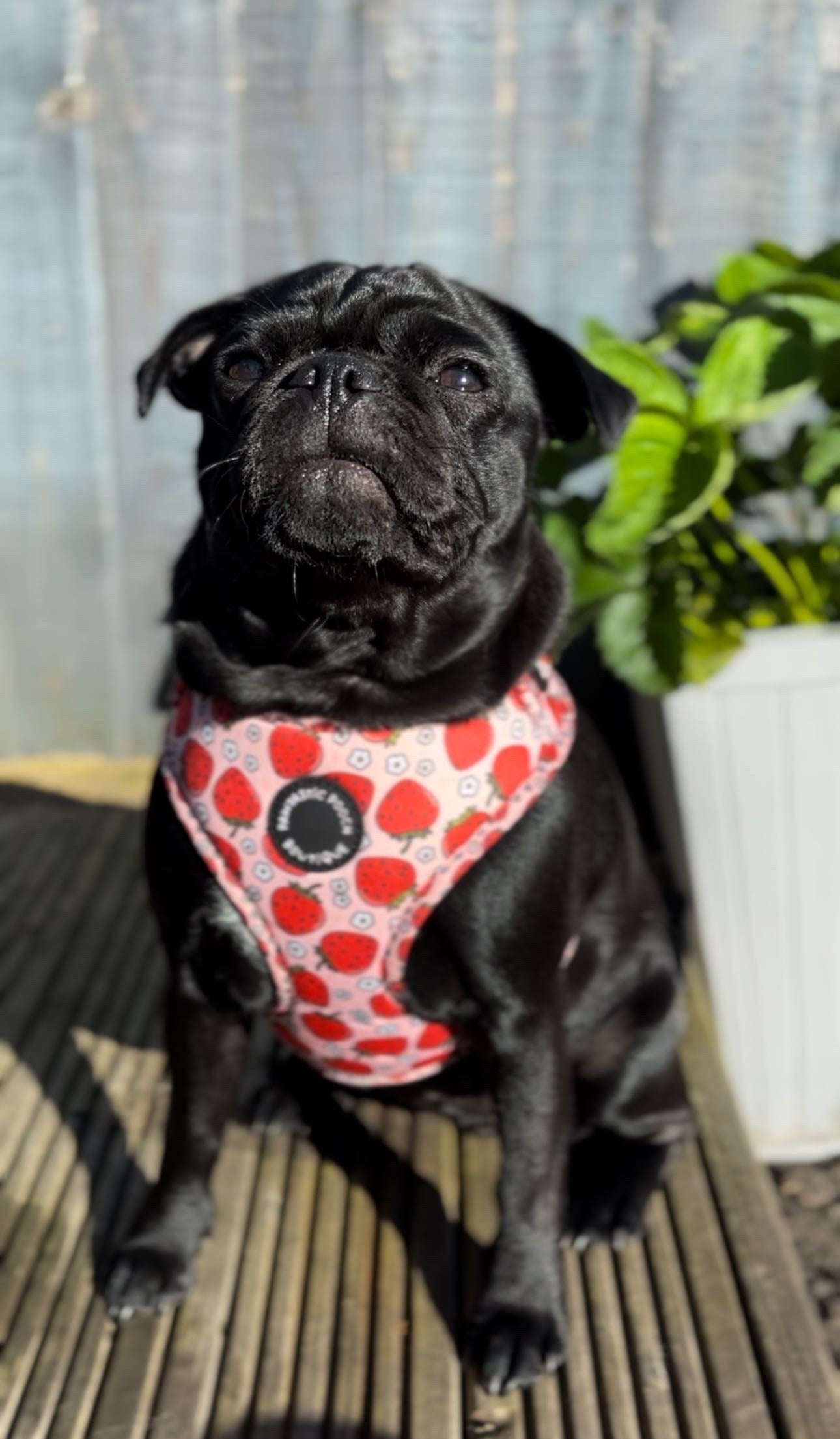 Summer Strawberries Harness