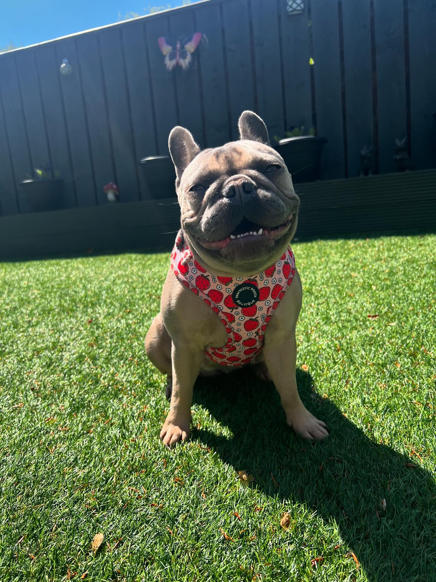 Summer Strawberries Harness