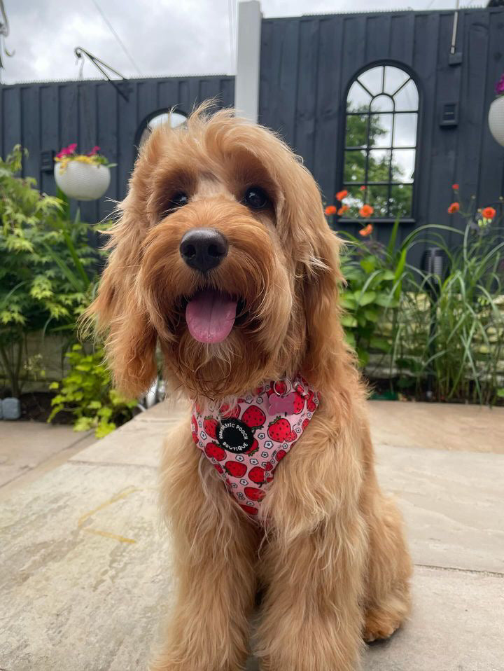 Summer Strawberries Harness