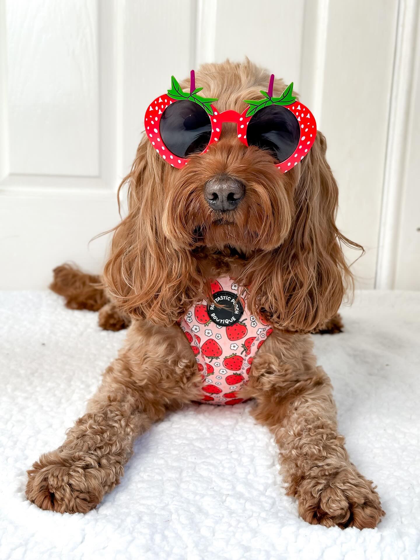 Summer Strawberries Harness