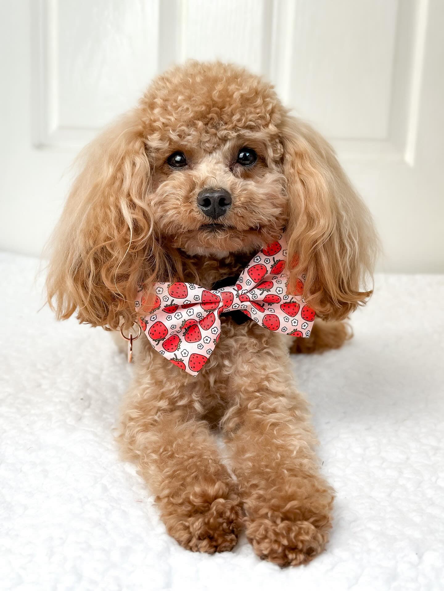 Summer Strawberries Bow