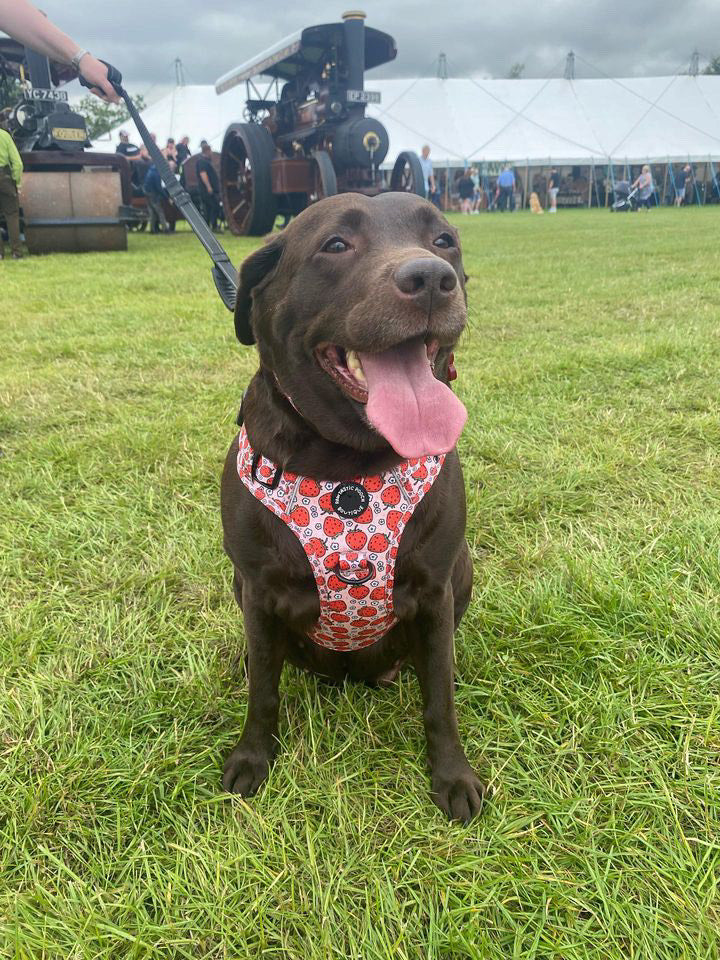 Pawtastic Tough Harness - Summer Strawberries