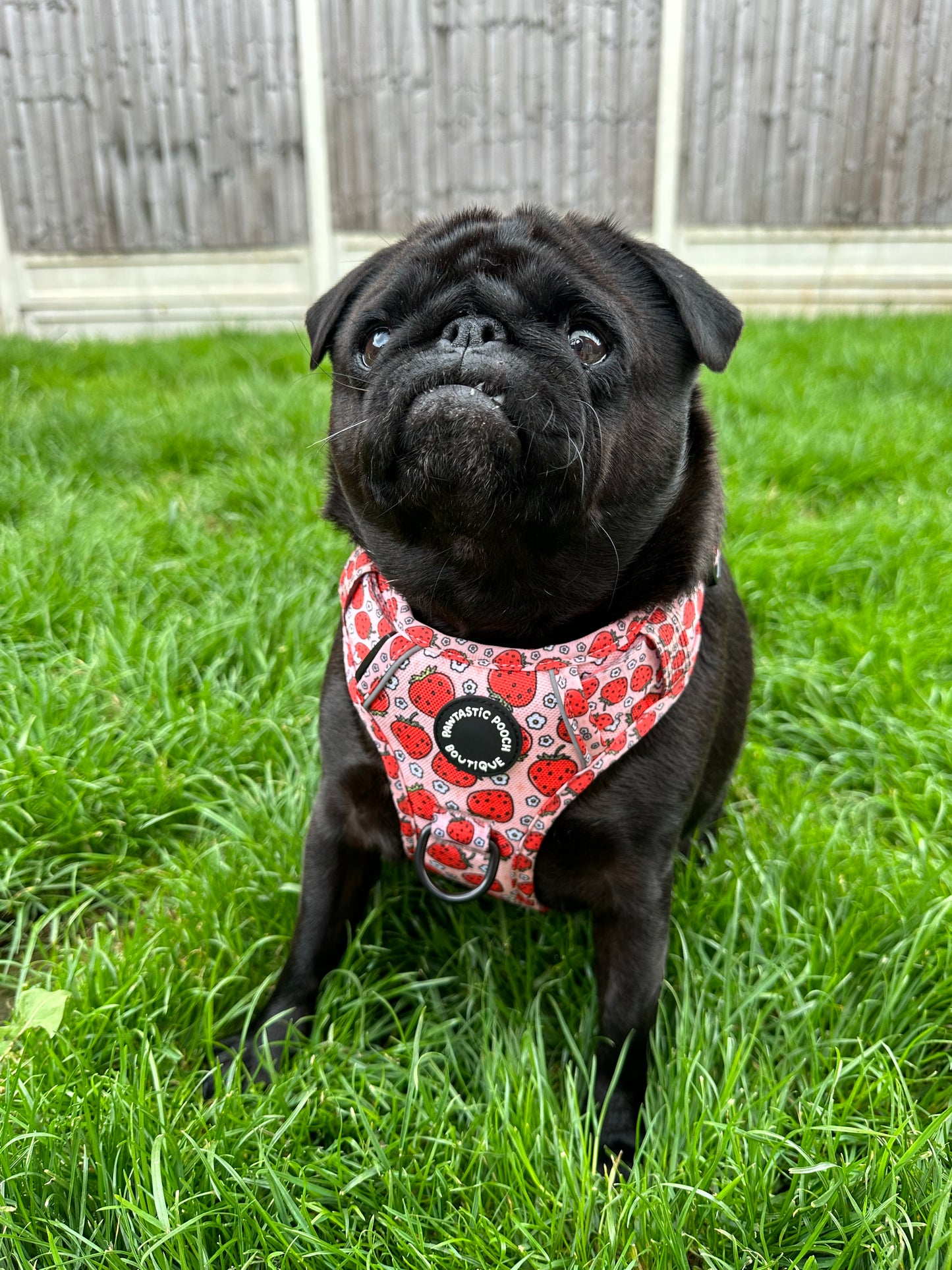 Pawtastic Tough Harness - Summer Strawberries