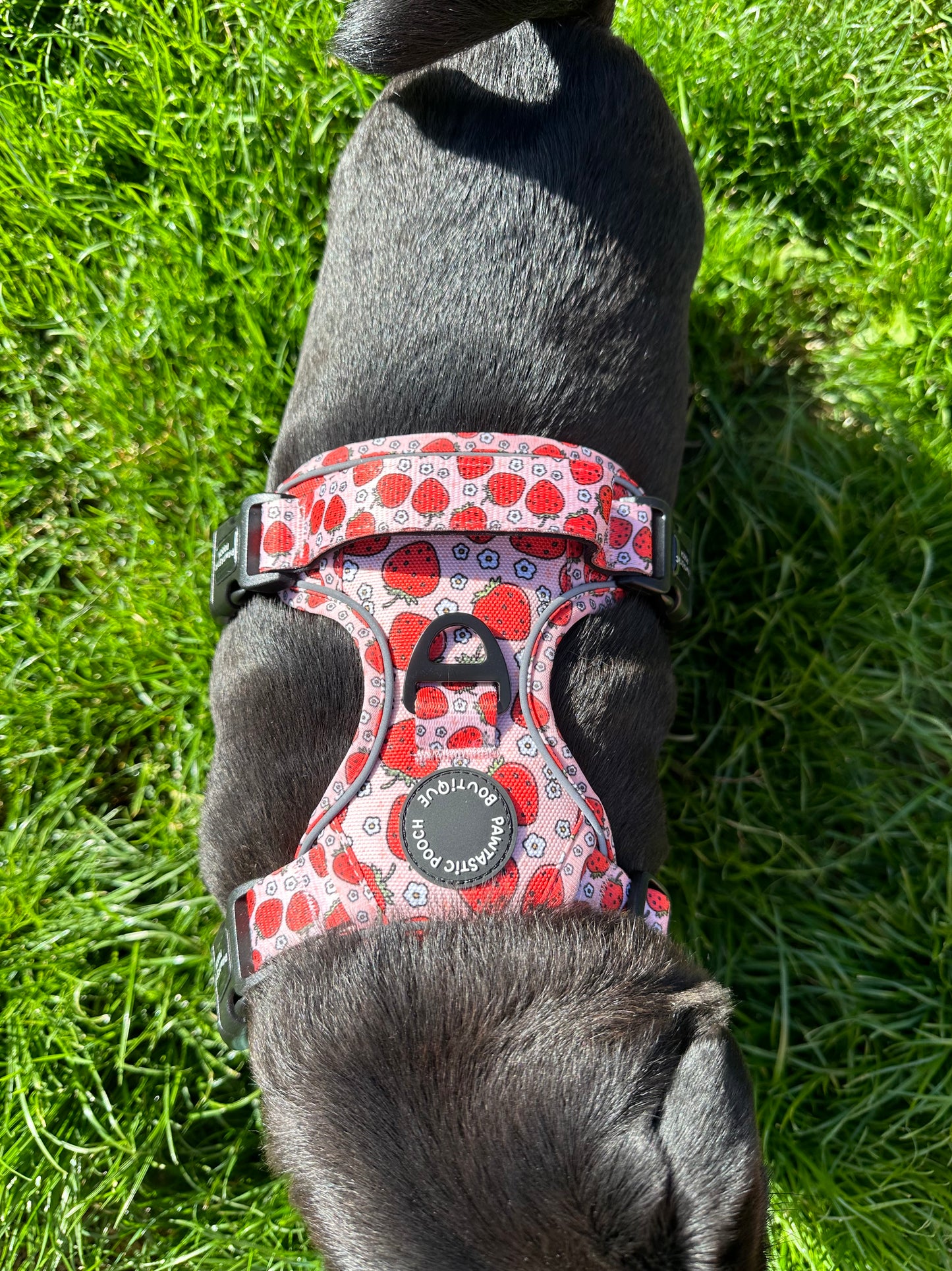 Pawtastic Tough Harness - Summer Strawberries